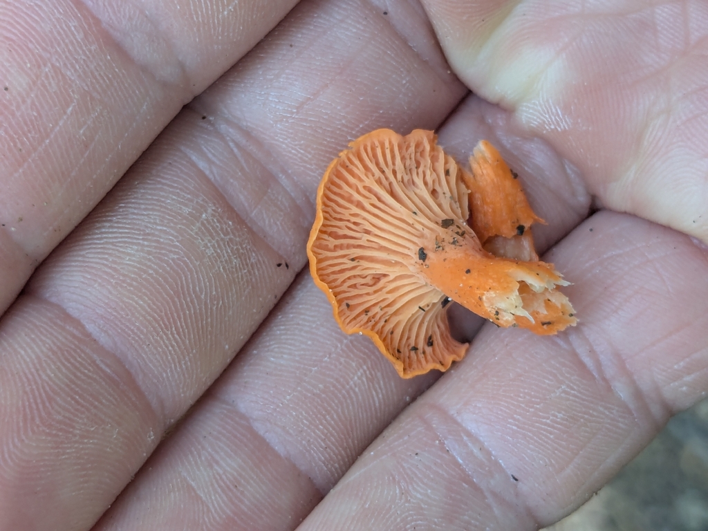 Red Chanterelle · August 2026 · photo: Photo: (c) Hannah Jones, some rights reserved (CC BY) · iNaturalist