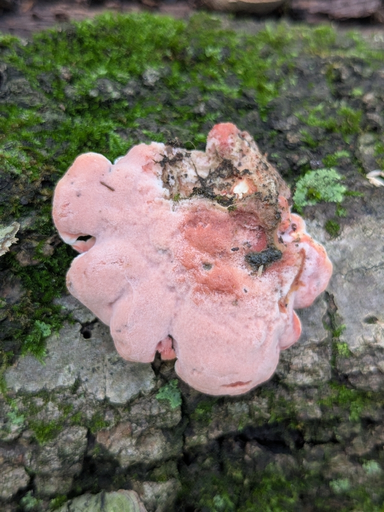 Coral-pink Merulius · August 2026 · photo: Photo: (c) Hannah Jones, some rights reserved (CC BY) · iNaturalist