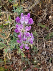 Lupinus microcarpus, photograph (c) Alex, some rights reserved (CC BY)