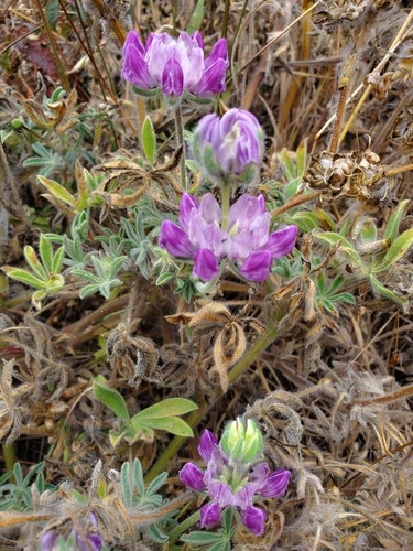 Lupinus microcarpus, photograph 3
