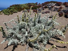 Artemisia pycnocephala