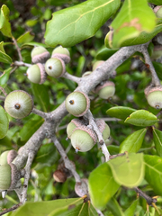 author not stated, no rights reserved Quercus myrtifolia, photograph author not stated, no rights reserved