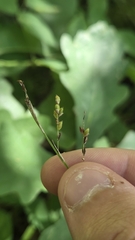 Carex gracillima, photograph (c) Carter Ertel, some rights reserved (CC BY)