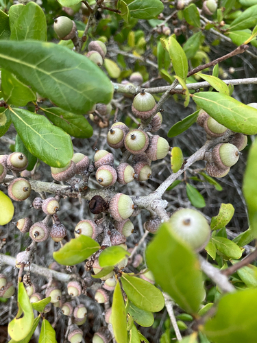 Quercus myrtifolia, photograph 3