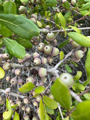 author not stated, no rights reserved Quercus myrtifolia, photograph author not stated, no rights reserved