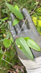 (c) Kevin Jäger, some rights reserved (CC BY) Smilax glyciphylla, photograph (c) Kevin Jäger, some rights reserved (CC BY)