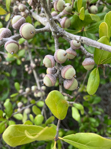 Quercus myrtifolia, photograph 5