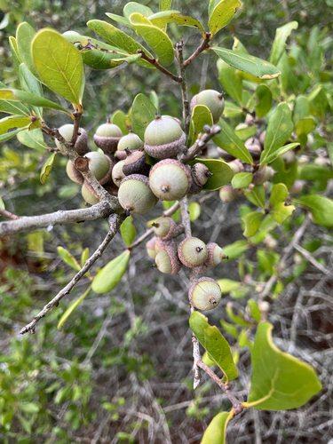 Quercus myrtifolia, photograph 4