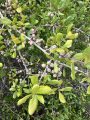 Quercus myrtifolia, photograph author not stated, no rights reserved
