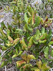 Quercus inopina, photograph author not stated, no rights reserved