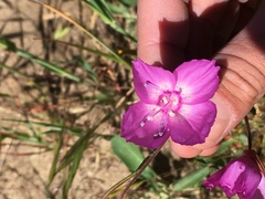 Clarkia lewisii