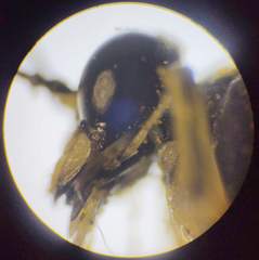 Tenthredo talyshensis