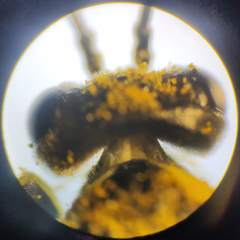 Tenthredo talyshensis