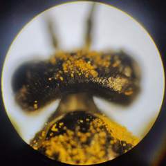 Tenthredo talyshensis