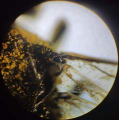 Tenthredo talyshensis