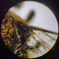 Tenthredo talyshensis