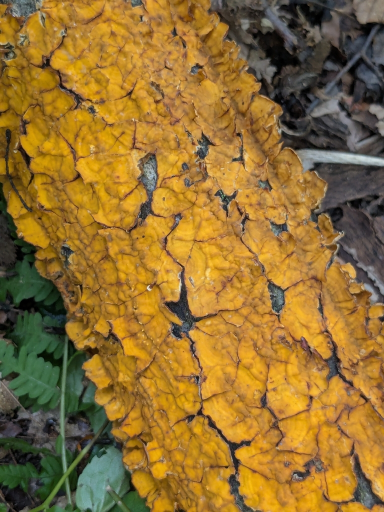 crowded parchment · August 2026 · photo: Photo: (c) Hannah Jones, some rights reserved (CC BY) · iNaturalist
