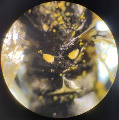 Tenthredo talyshensis