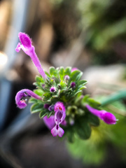 Lamium amplexicaule