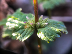 Lamium amplexicaule