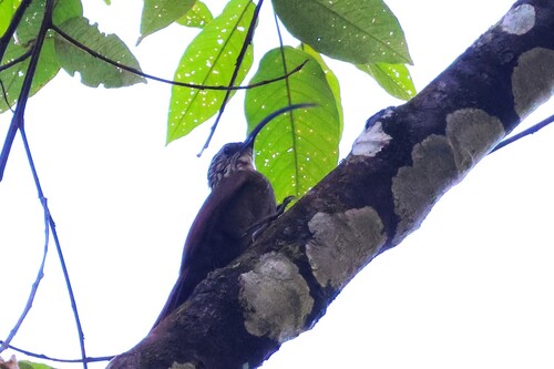 Black-billed Scythebill (Campylorhamphus falcularius), photo 4