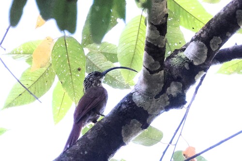 Black-billed Scythebill (Campylorhamphus falcularius), photo 3