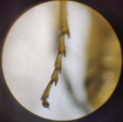Tenthredo talyshensis