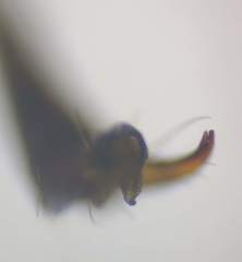 Tenthredo talyshensis