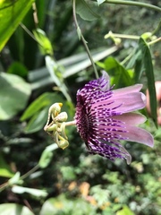 Passiflora smithii