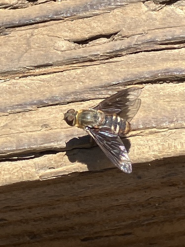 iNaturalist observation photo of Anthracinae