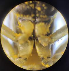 Tenthredo talyshensis