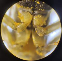Tenthredo talyshensis