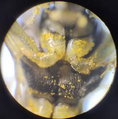 Tenthredo talyshensis