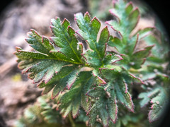 Erodium cicutarium