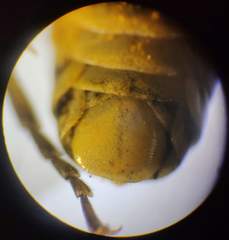 Tenthredo talyshensis