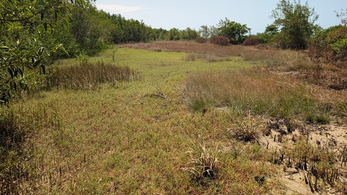 Eleocharis mutata observed 2026-08-04