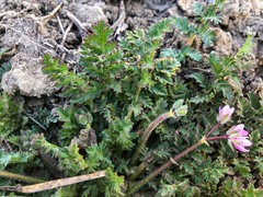 Erodium cicutarium
