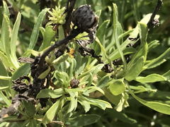 Grindelia stricta platyphylla