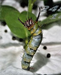 Pseudacraea lucretia tarquinea