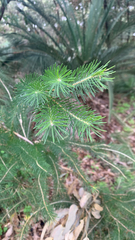 Melaleuca quadrifida, photograph (c) Millie Brady, some rights reserved (CC BY)