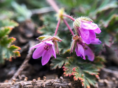Erodium cicutarium