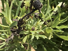 Grindelia stricta platyphylla