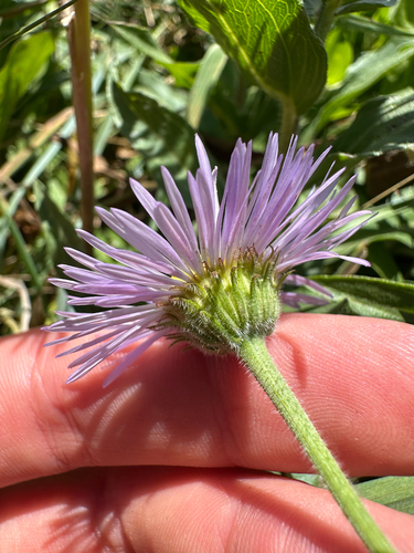Erigeron subtrinervis, photograph 2