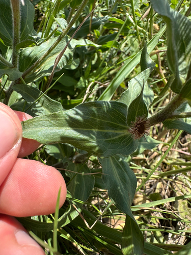 Erigeron subtrinervis, photograph 3