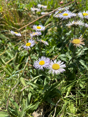 Erigeron subtrinervis