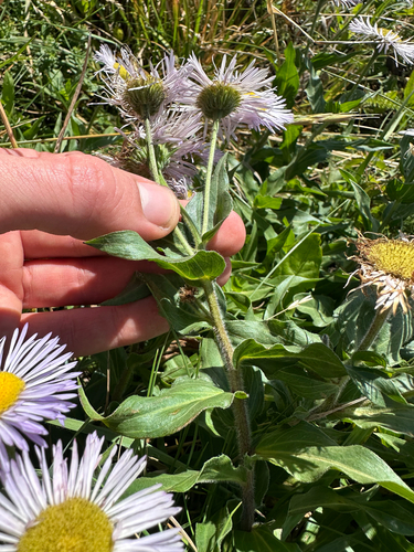 Erigeron subtrinervis, photograph 4