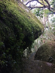 Peperomia catharinae