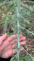 Jacksonia furcellata, photograph (c) Millie Brady, some rights reserved (CC BY)