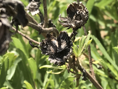 Grindelia stricta platyphylla