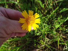 Helenium amarum amarum